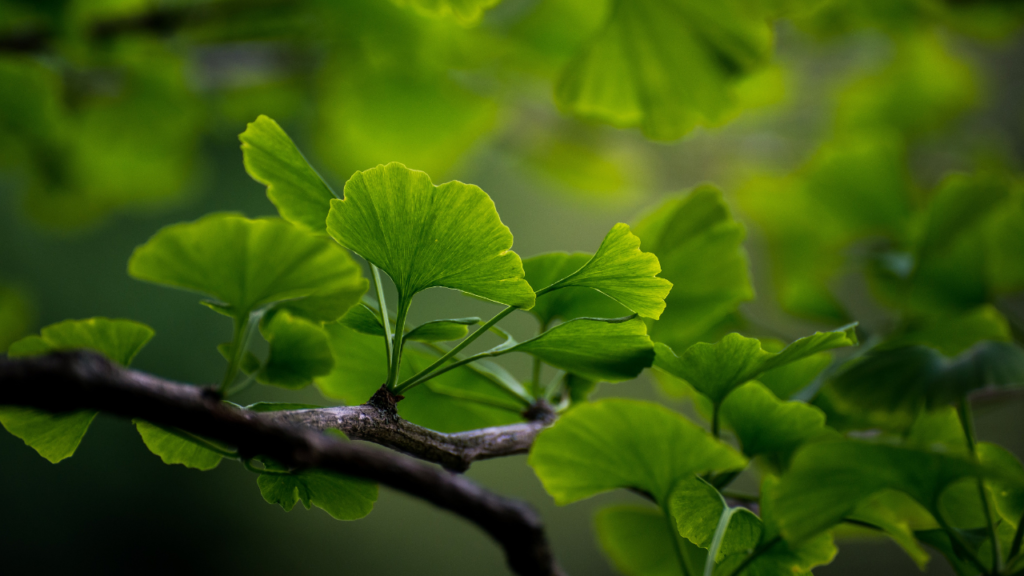 Best Supplements for Brain Fog