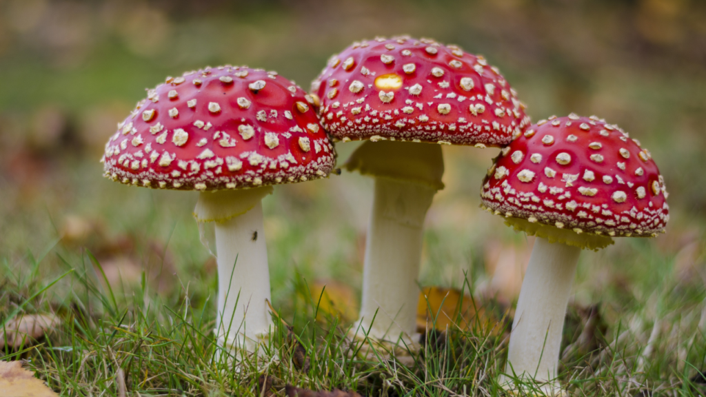 Best Herbs for Immunity