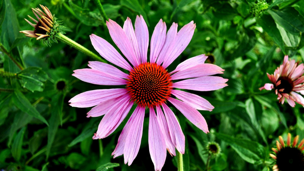 Best Herbs for Immunity