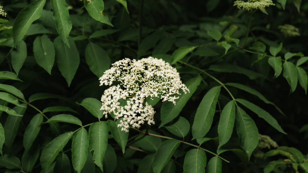 Best Herbs for Immunity