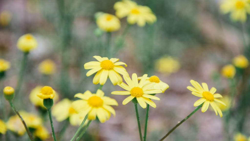 Best Herbs for Immunity